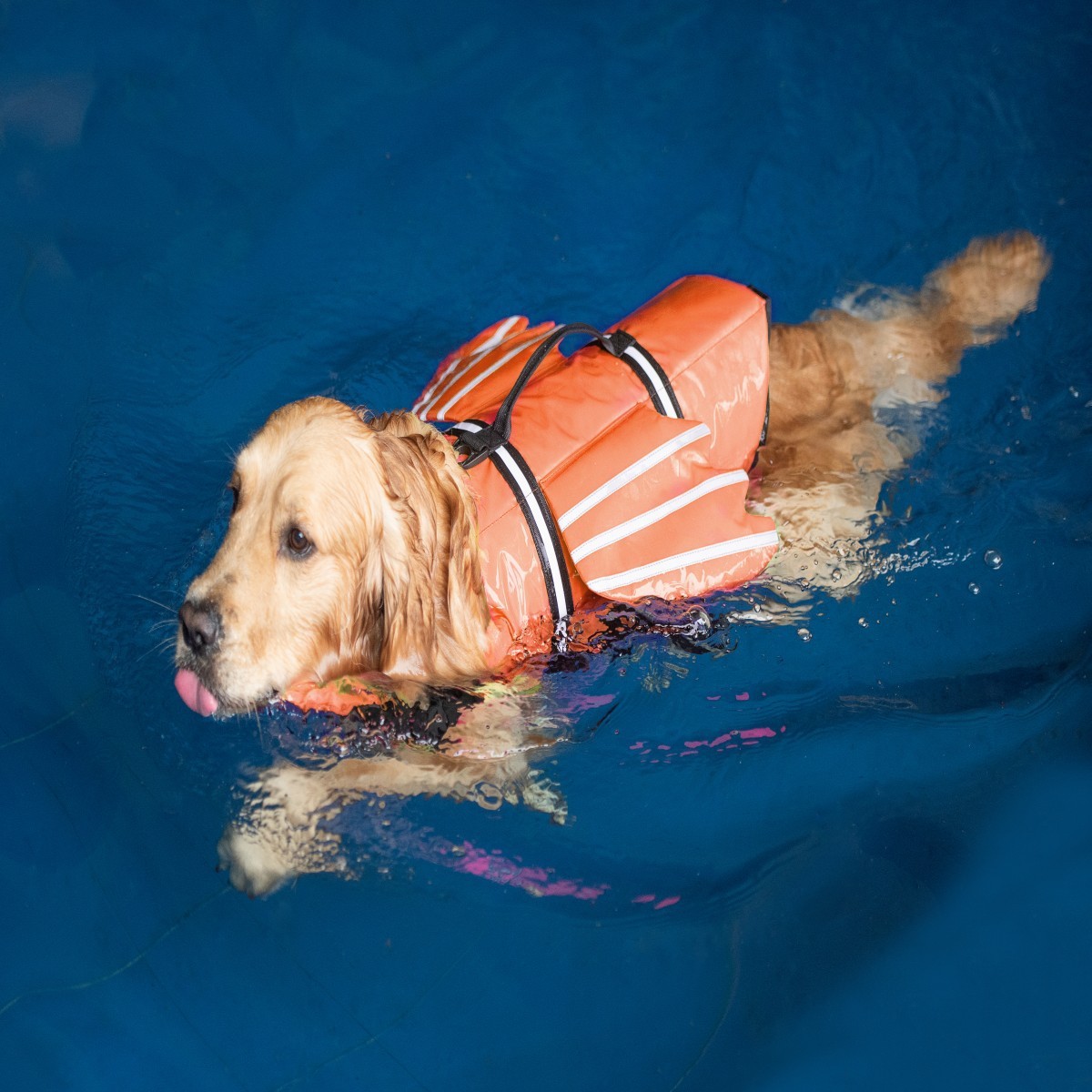 Colete Salva-Vidas para Cães c - Life Jacket avaliação e preço